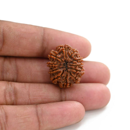11 Mukhi Rudraksha (Nepal) 25.75 M.M.