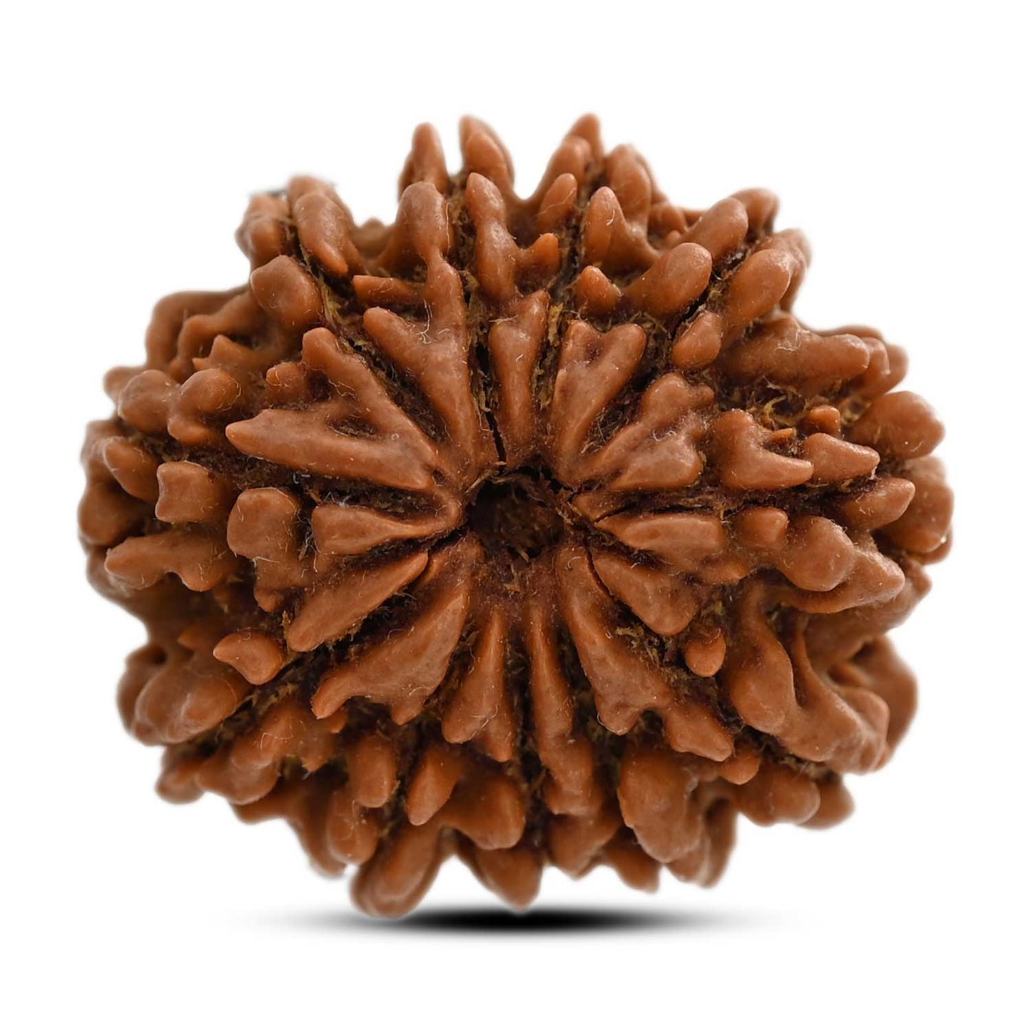 11 Mukhi Rudraksha (Nepal) 25.65 M.M.