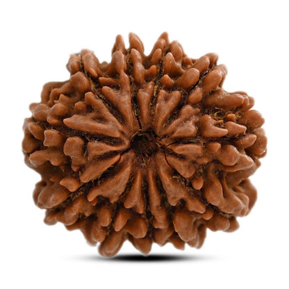 11 Mukhi Rudraksha (Nepal) 25.65 M.M.