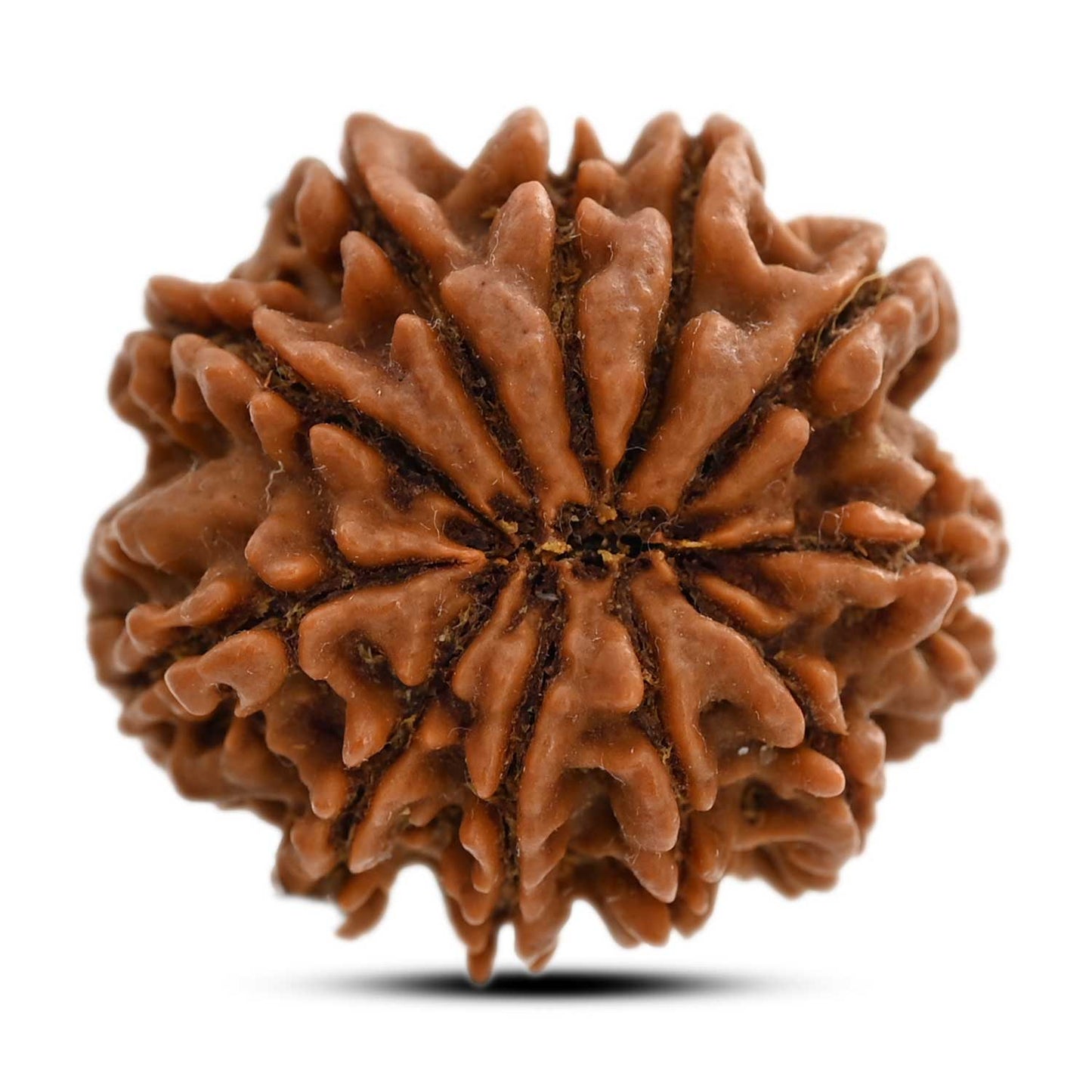 11 Mukhi Rudraksha (Nepal) 25.65 M.M.