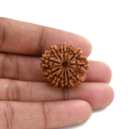 11 Mukhi Rudraksha (Nepal) 25.65 M.M.
