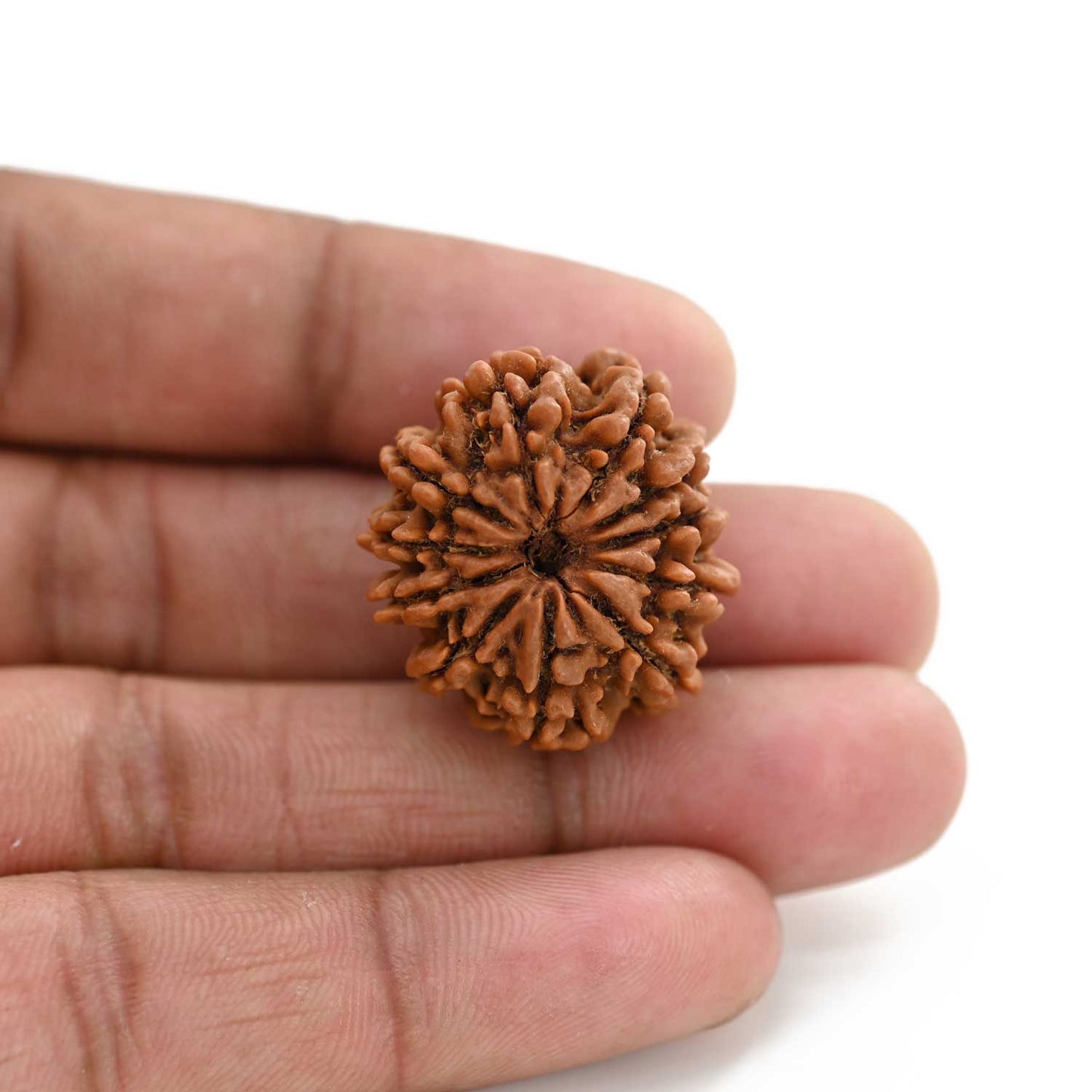 11 Mukhi Rudraksha (Nepal) 25.65 M.M.