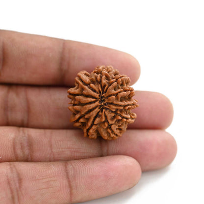 11 Mukhi Rudraksha (Nepal) 25.65 M.M.