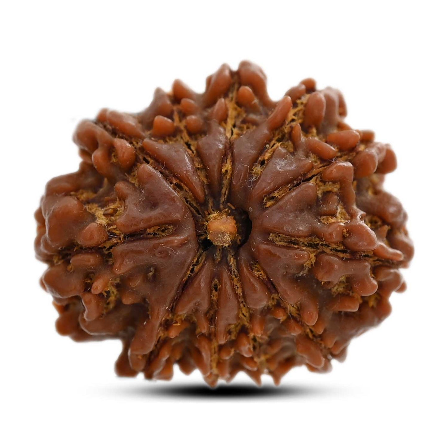 11 Mukhi Rudraksha (Nepal) 31.09 M.M.