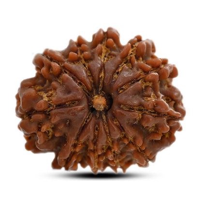 11 Mukhi Rudraksha (Nepal) 31.09 M.M.