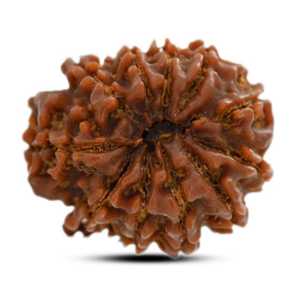 11 Mukhi Rudraksha (Nepal) 31.09 M.M.