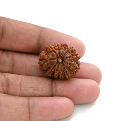 11 Mukhi Rudraksha (Nepal) 31.09 M.M.