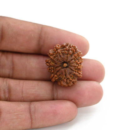 11 Mukhi Rudraksha (Nepal) 31.09 M.M.