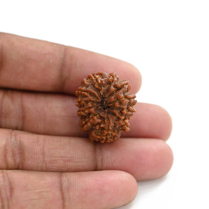 11 Mukhi Rudraksha (Nepal) 31.09 M.M.