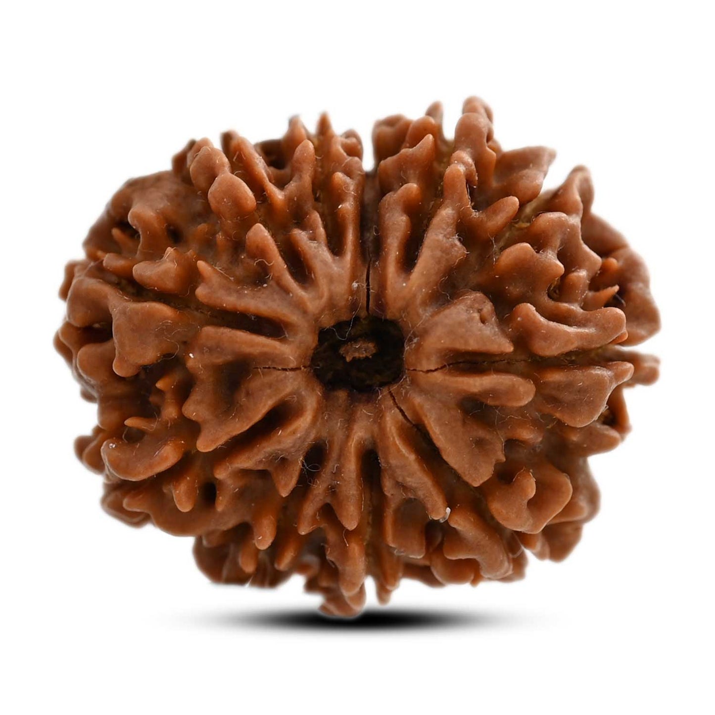 11 Mukhi Rudraksha (Nepal) 26 M.M.