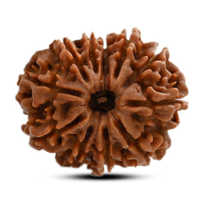 11 Mukhi Rudraksha (Nepal) 26 M.M.