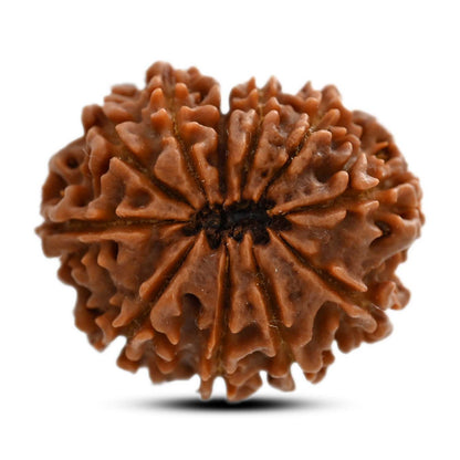 11 Mukhi Rudraksha (Nepal) 26 M.M.