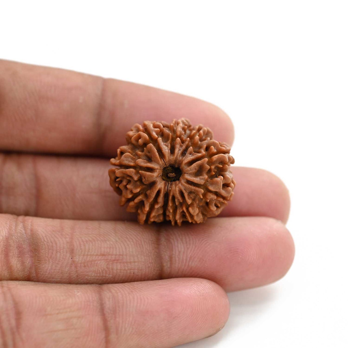 11 Mukhi Rudraksha (Nepal) 26 M.M.