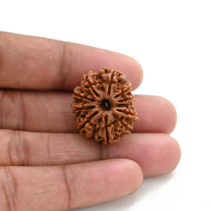 11 Mukhi Rudraksha (Nepal) 26 M.M.