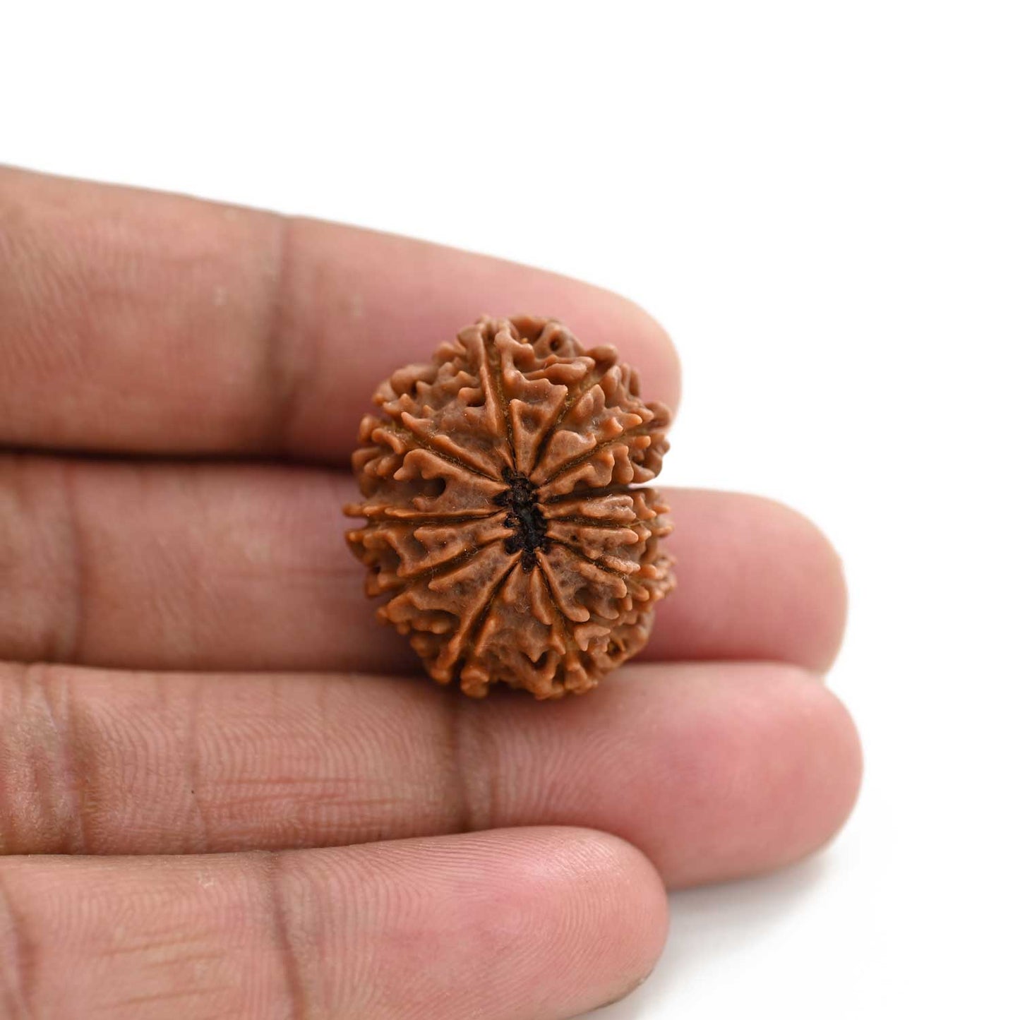 11 Mukhi Rudraksha (Nepal) 26 M.M.