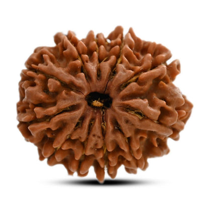 11 Mukhi Rudraksha (Nepal) 28.01 M.M.