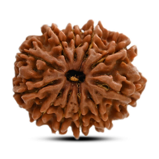11 Mukhi Rudraksha (Nepal) 28.01 M.M.