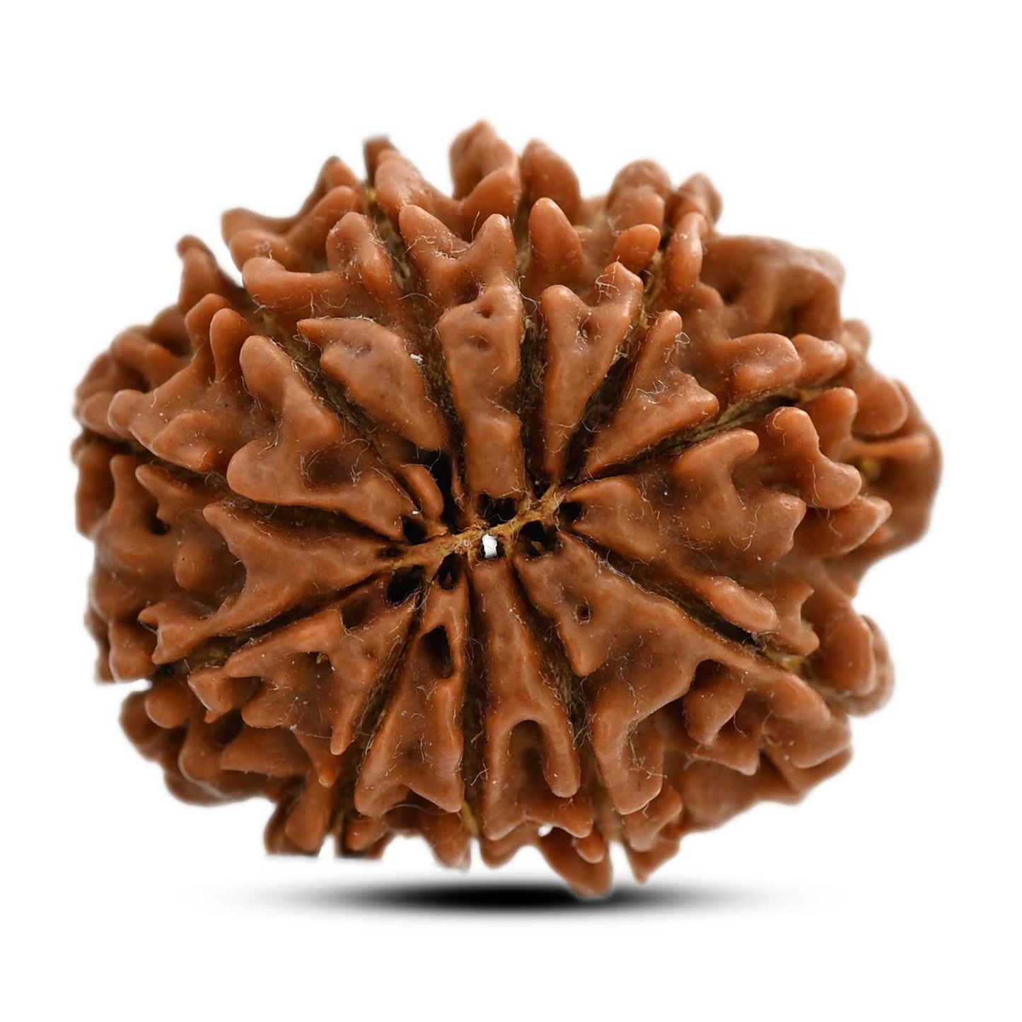 11 Mukhi Rudraksha (Nepal) 28.01 M.M.