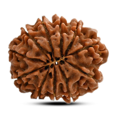 11 Mukhi Rudraksha (Nepal) 28.01 M.M.