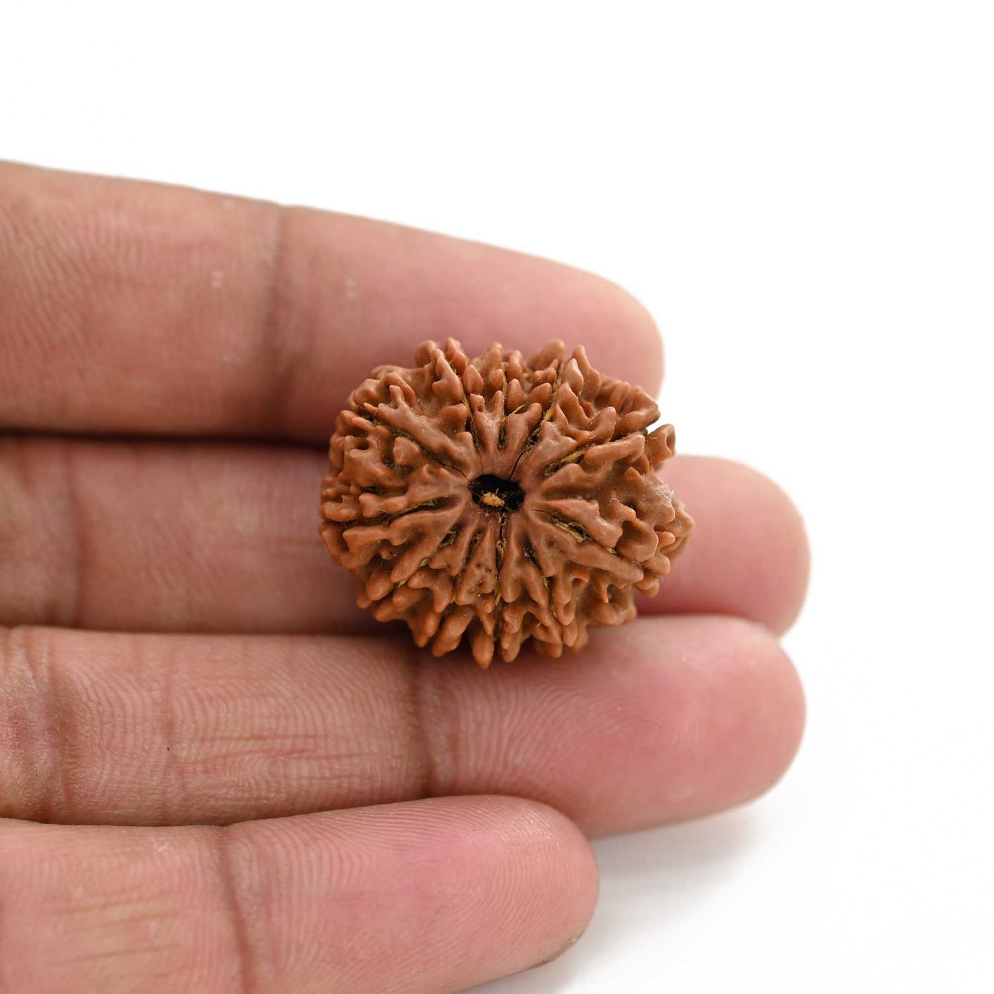 11 Mukhi Rudraksha (Nepal) 28.01 M.M.