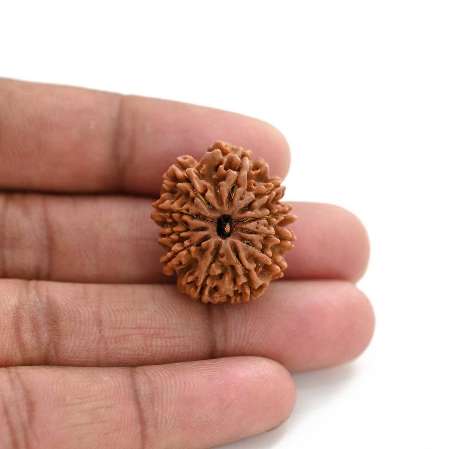 11 Mukhi Rudraksha (Nepal) 28.01 M.M.