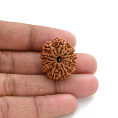 11 Mukhi Rudraksha (Nepal) 28.01 M.M.