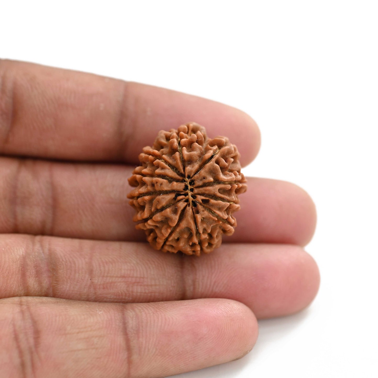 11 Mukhi Rudraksha (Nepal) 28.01 M.M.