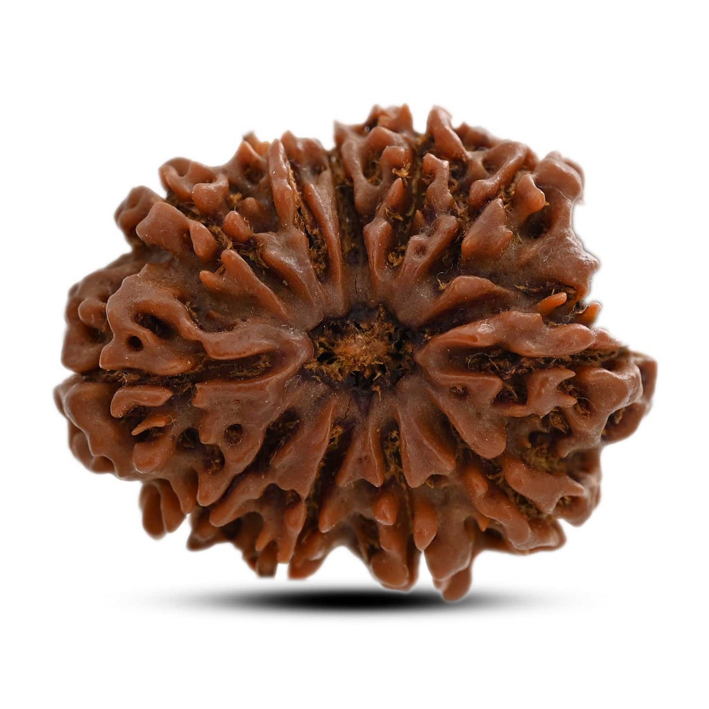 11 Mukhi Rudraksha (Nepal) 25.65 M.M.
