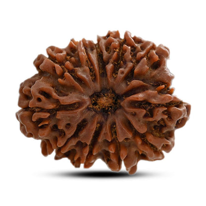 11 Mukhi Rudraksha (Nepal) 25.65 M.M.