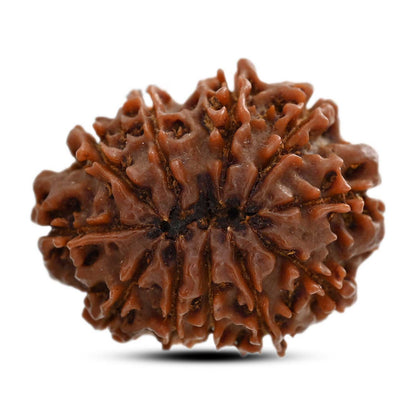 11 Mukhi Rudraksha (Nepal) 25.65 M.M.