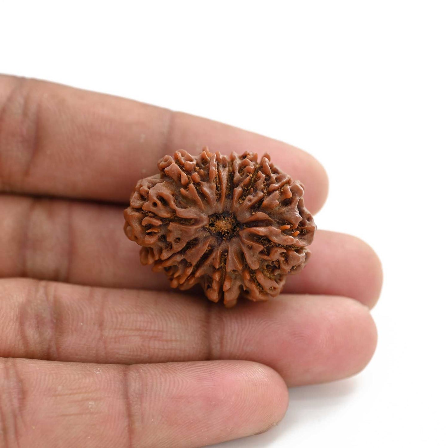 11 Mukhi Rudraksha (Nepal) 25.65 M.M.