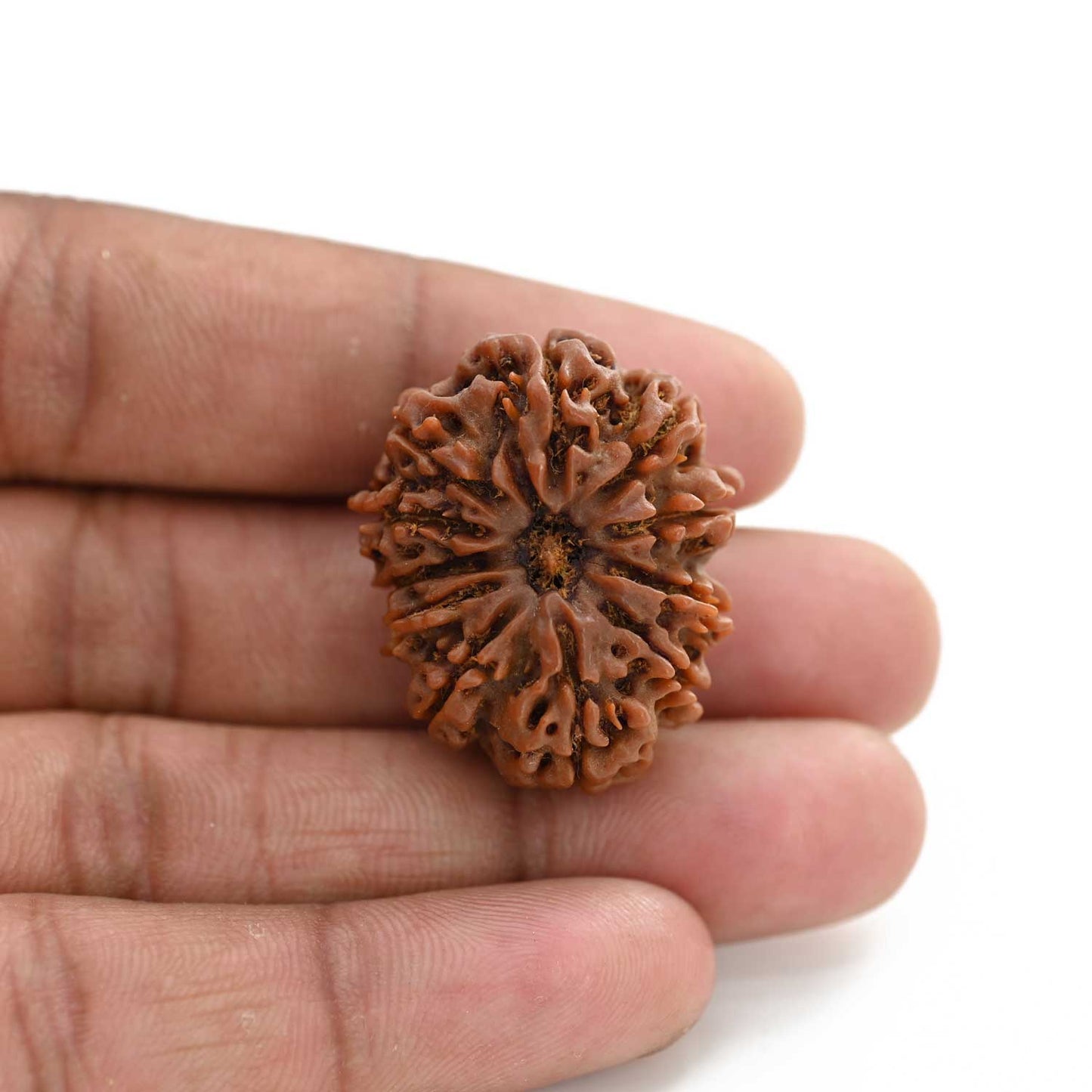 11 Mukhi Rudraksha (Nepal) 25.65 M.M.