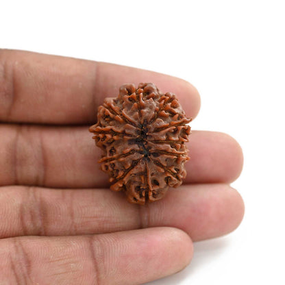 11 Mukhi Rudraksha (Nepal) 25.65 M.M.