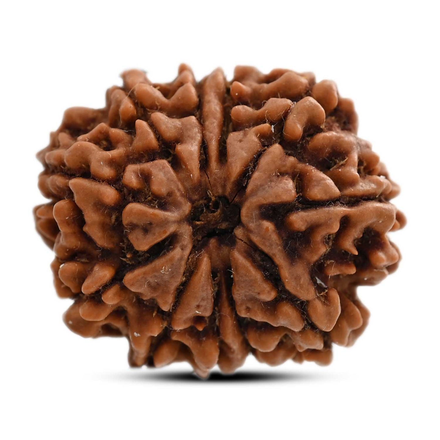 11 Mukhi Rudraksha (Nepal) 25.26 M.M.