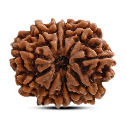 11 Mukhi Rudraksha (Nepal) 25.26 M.M.