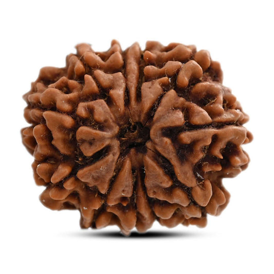 11 Mukhi Rudraksha (Nepal) 25.26 M.M.