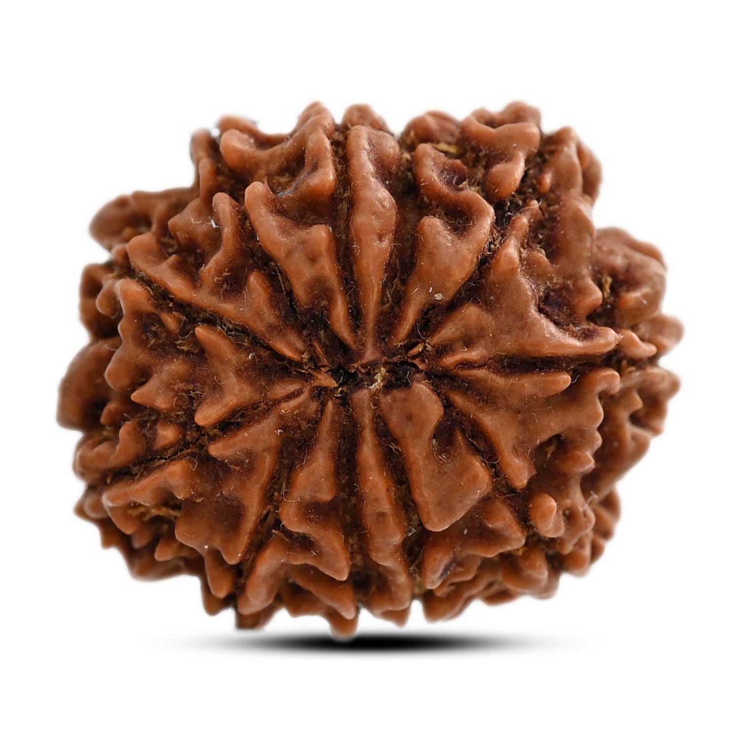 11 Mukhi Rudraksha (Nepal) 25.26 M.M.
