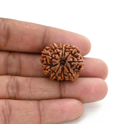 11 Mukhi Rudraksha (Nepal) 25.26 M.M.