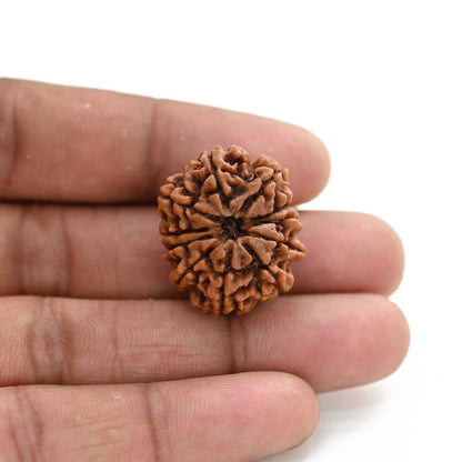11 Mukhi Rudraksha (Nepal) 25.26 M.M.