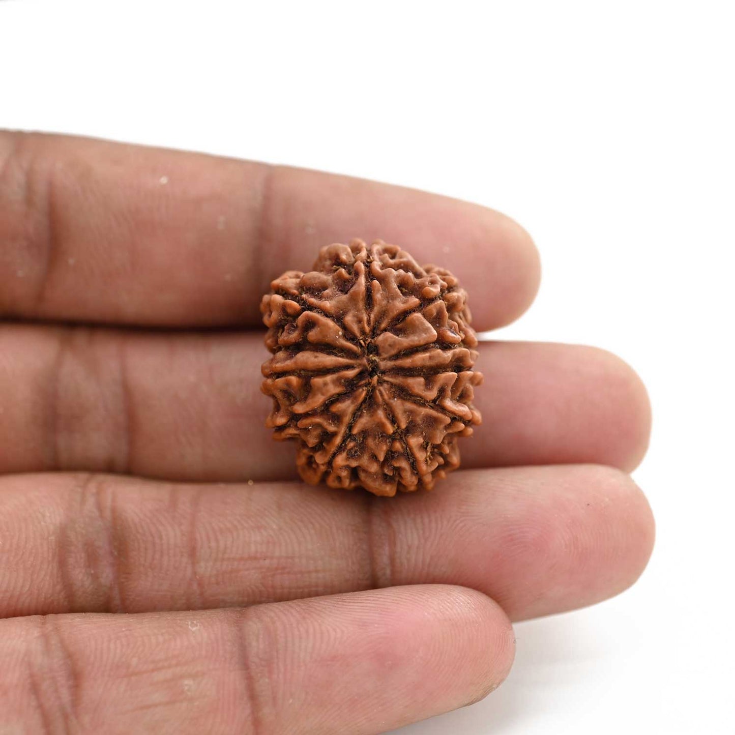 11 Mukhi Rudraksha (Nepal) 25.26 M.M.