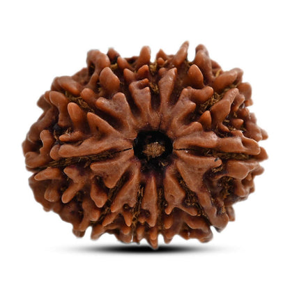 11 Mukhi Rudraksha (Nepal) 24.02 M.M.