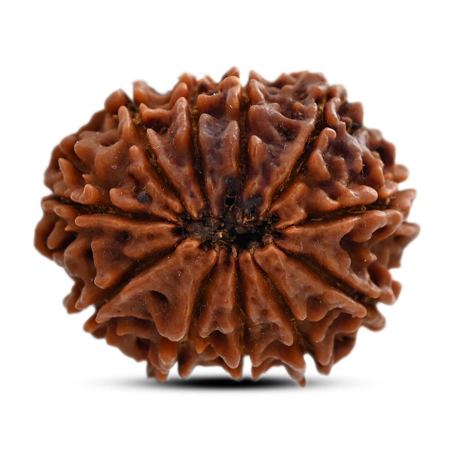11 Mukhi Rudraksha (Nepal) 24.02 M.M.
