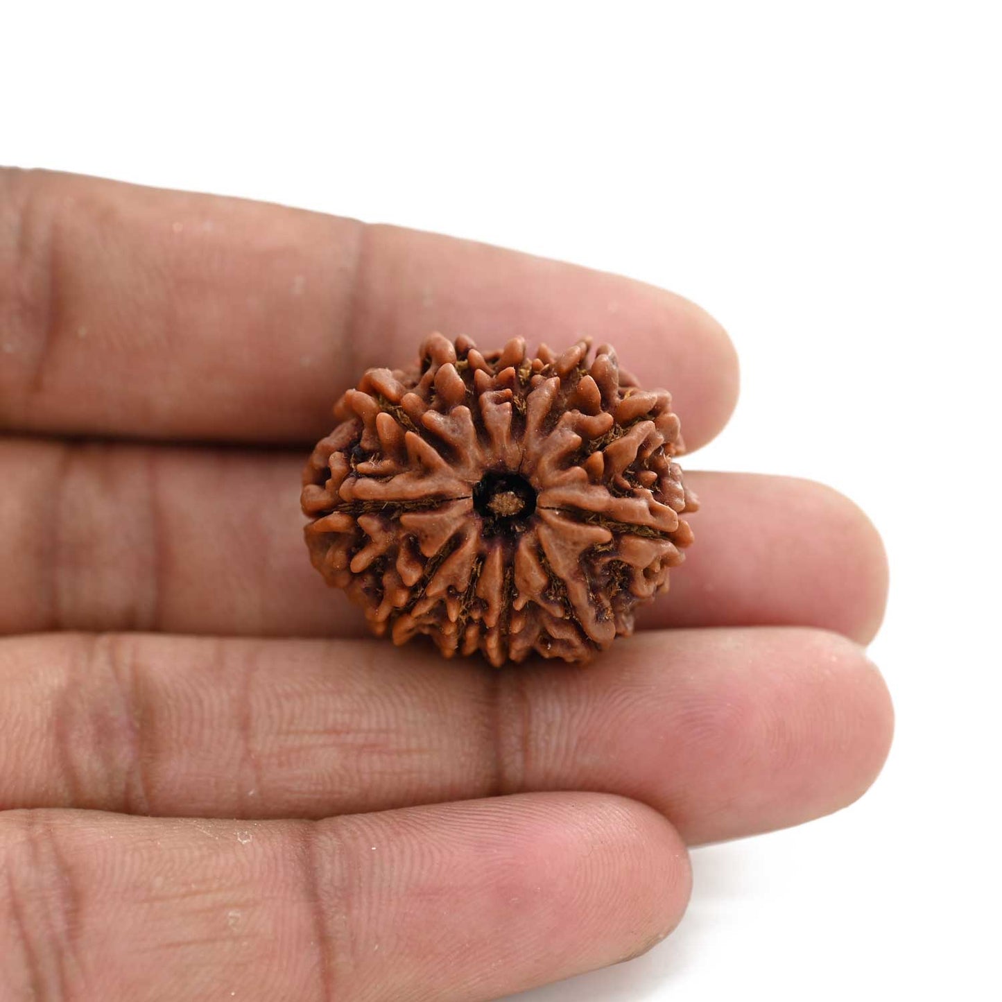 11 Mukhi Rudraksha (Nepal) 24.02 M.M.
