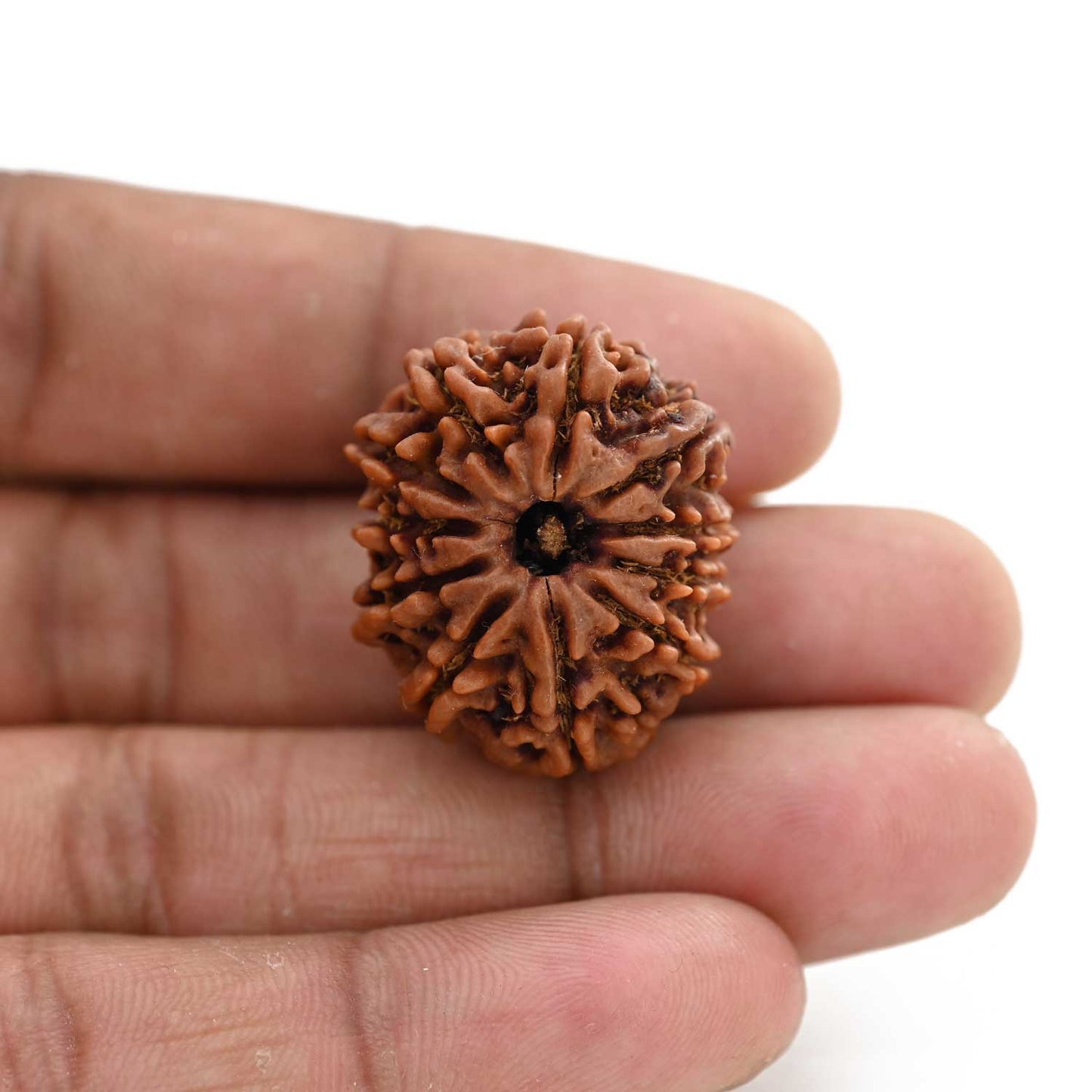 11 Mukhi Rudraksha (Nepal) 24.02 M.M.