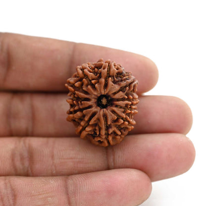 11 Mukhi Rudraksha (Nepal) 24.02 M.M.
