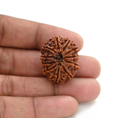 11 Mukhi Rudraksha (Nepal) 24.02 M.M.