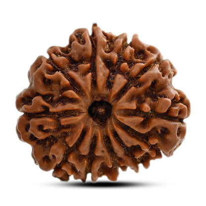 11 Mukhi Rudraksha (Nepal) 27.2 M.M.