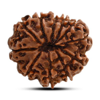 11 Mukhi Rudraksha (Nepal) 27.2 M.M.
