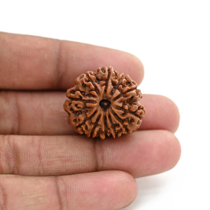 11 Mukhi Rudraksha (Nepal) 27.2 M.M.