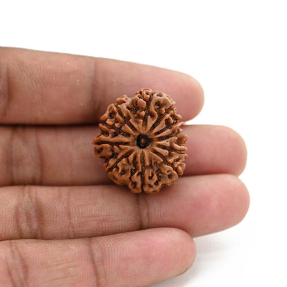 11 Mukhi Rudraksha (Nepal) 27.2 M.M.